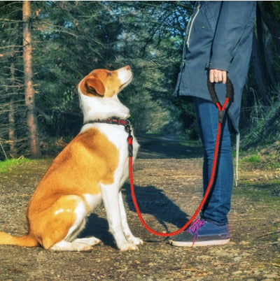 Nylon Dog Leash